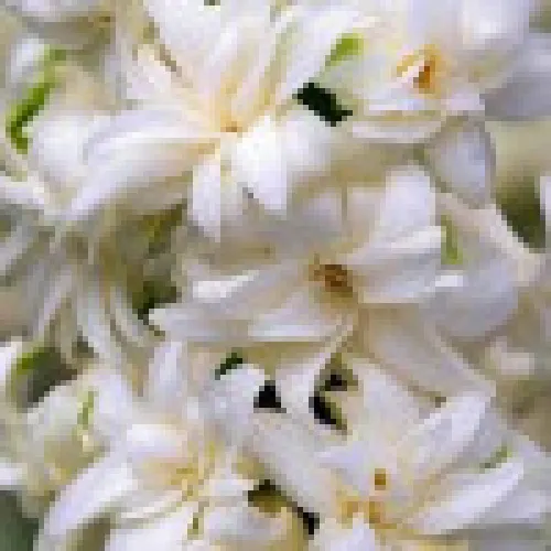 Hyacinth Madame Sophie 