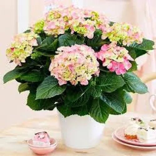Hortenzia/Hydrangea macrophylla Pink Sensation C3