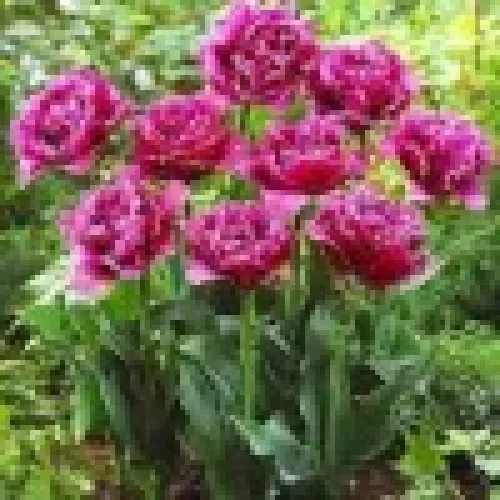Tulipan Mascotte 