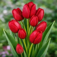 Multi-Flowered/Viackvety