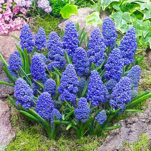 Blue Spike 