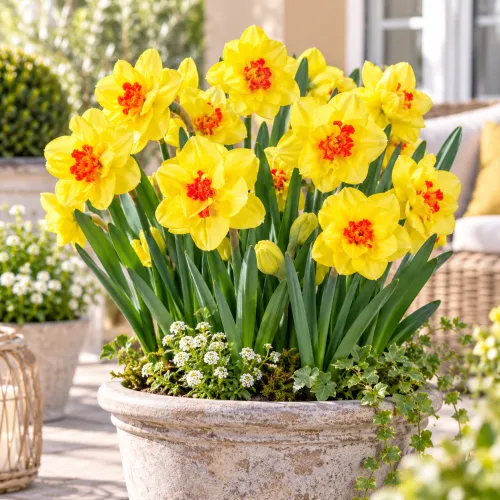 Narcis Ascot – plnokvetý žltý narcis Narcis Ascot – plnokvetý žltý narcis