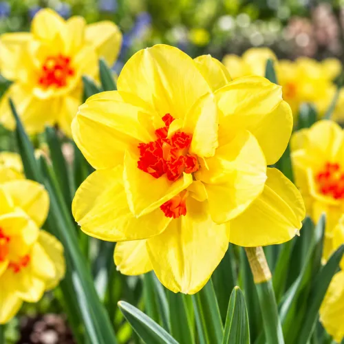 Narcis Ascot – plnokvetý žltý narcis Narcis Ascot – plnokvetý žltý narcis