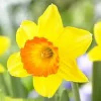 Narcissus / Narcisy