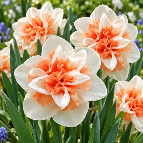 Narcis Delnashaugh – plnokvetý bielo-broskyňový narcis