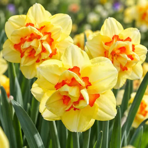 Narcis Double Beauty – plnokvetý žlto-oranžový narcis