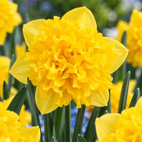 Narcis Flyer – delenokorunný zlatožltý narcis
