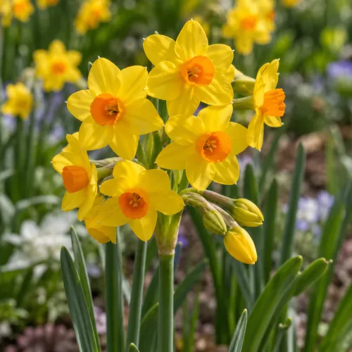 Narcis Grand Soleil d'Or – voňavý viackvetý narcis Tazetta Narcis Grand Soleil d'Or – voňavý viackvetý narcis Tazetta