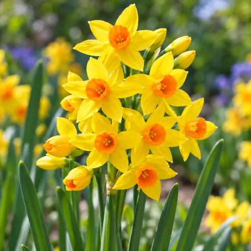 Narcis Grand Soleil d'Or – voňavý viackvetý narcis Tazetta Narcis Grand Soleil d'Or – voňavý viackvetý narcis Tazetta