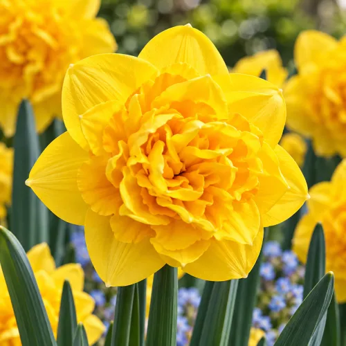 Narcis Heamoor – plnokvetý sýtožltý narcis Narcis Heamoor – plnokvetý sýtožltý narcis