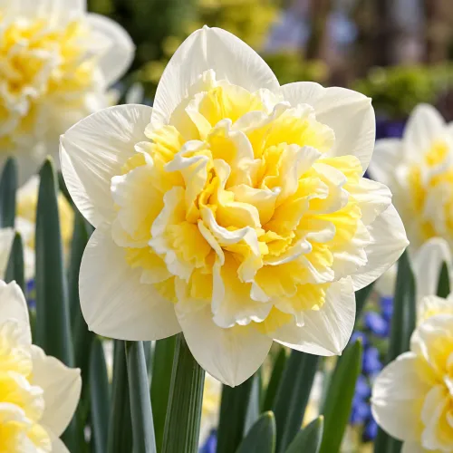 Narcis Ice King – plnokvetý bielo-žltý narcis