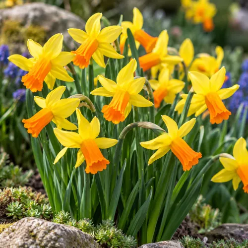 Narcis Jetfire – miniatúrny žlto-oranžový narcis