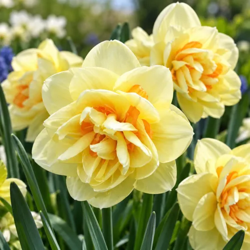 Narcis Manly – plnokvetý krémovožltý narcis Narcis Manly – plnokvetý krémovožltý narcis