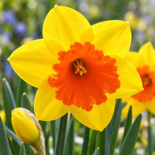Narcis Pimpernel – veľkokorunný žlto-oranžový narcis Narcis Pimpernel – veľkokorunný žlto-oranžový narcis