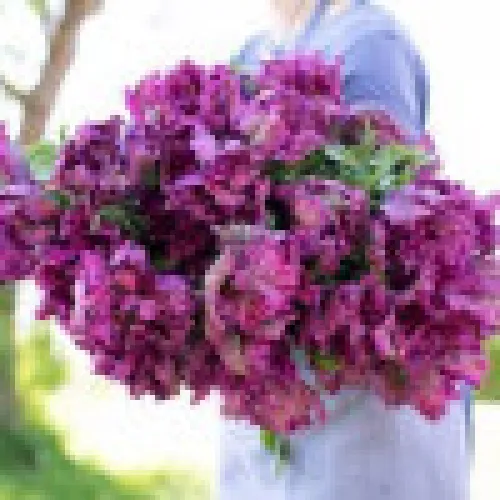 Tulipan Negrita parrot 