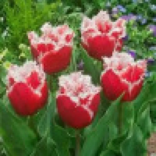 Tulip New Santa 