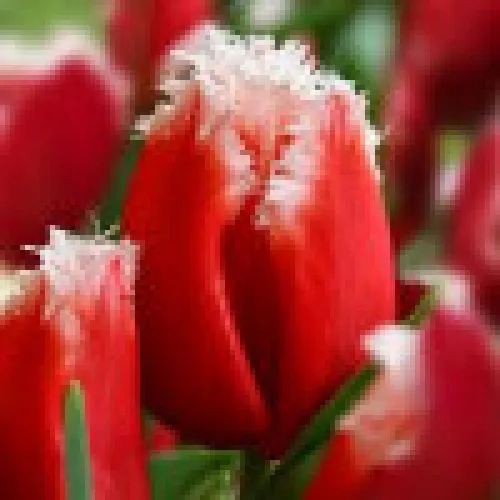Tulip New Santa 