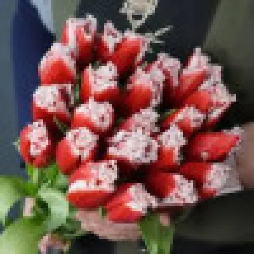 Tulip New Santa 