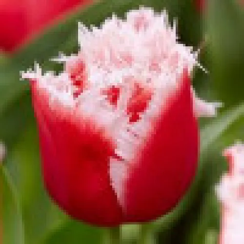 Tulip New Santa 
