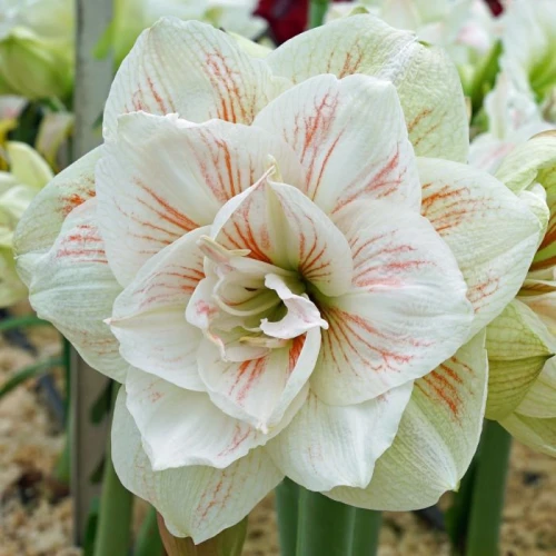 Amaryllis Nymph 