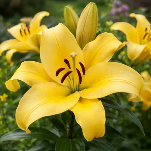 OT ľalia Bellville – cibuľa ľalie (Lilium Bellville)