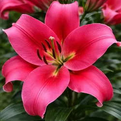 OT ľalia Carbonero – cibuľa ľalie (Lilium Carbonero)