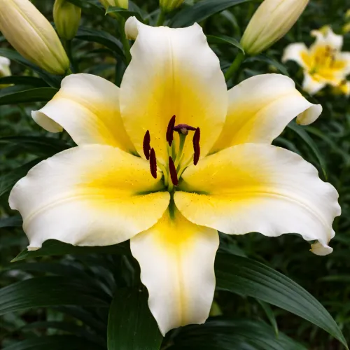 OT ľalia Conca d'Or – cibuľa ľalie (Lilium Conca d'Or)