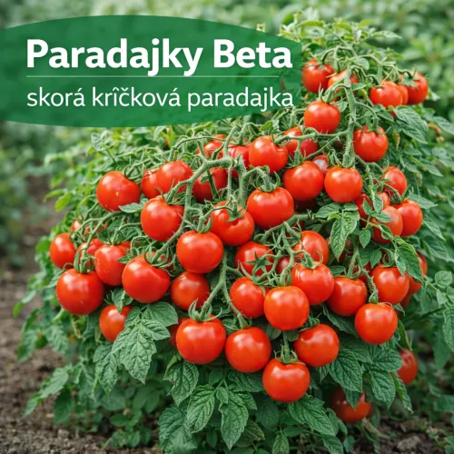 Paradajka Beta 1g.