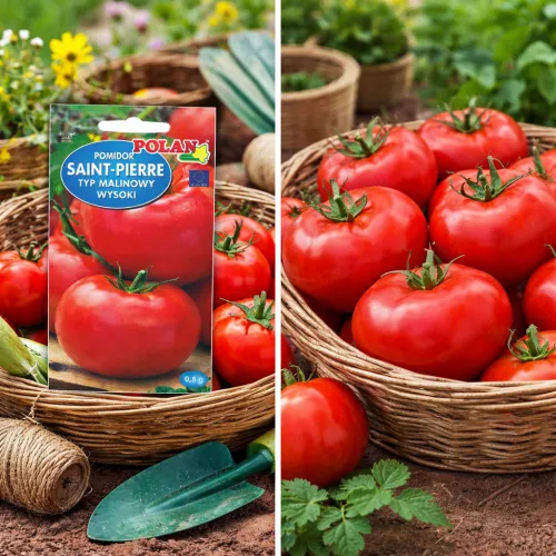 Paradajka SAINT-PIERRE 