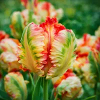 Parrot/Papogájovité