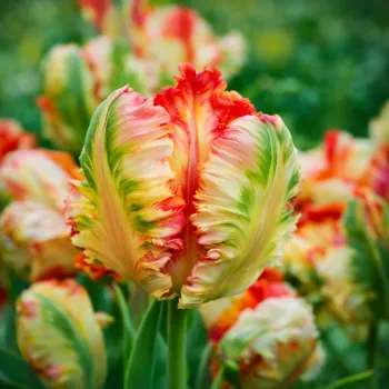 Parrot/Papogájovité