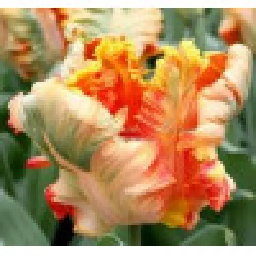 Tulipan Parrot king 