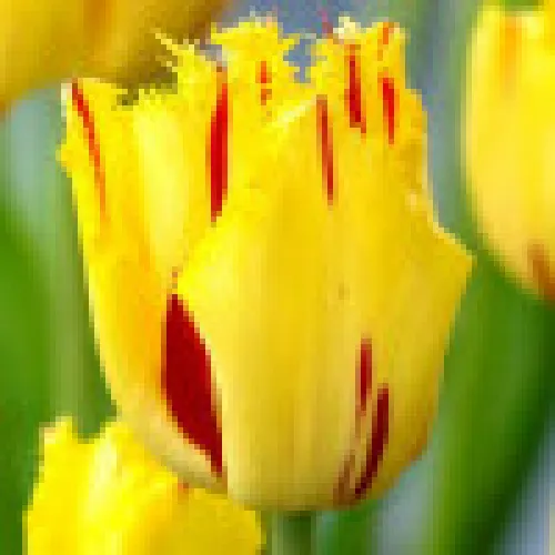 Tulip Party Clown 