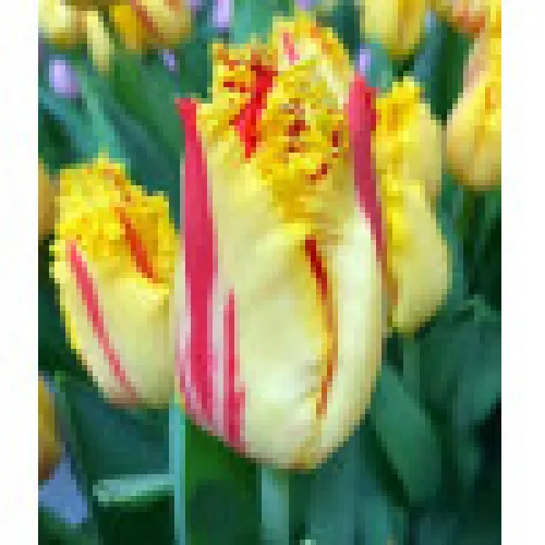 Tulip Party Clown 