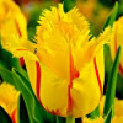 Tulip Party Clown 