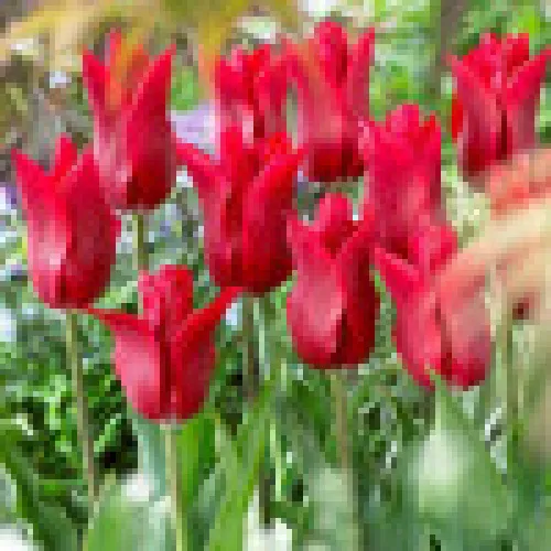 Tulipan Peter de Leur 