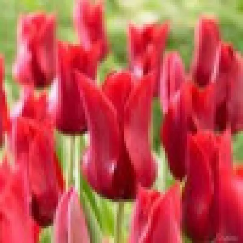 Tulipan Peter de Leur 