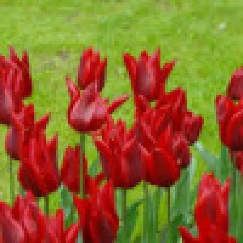 Tulipan Peter de Leur 