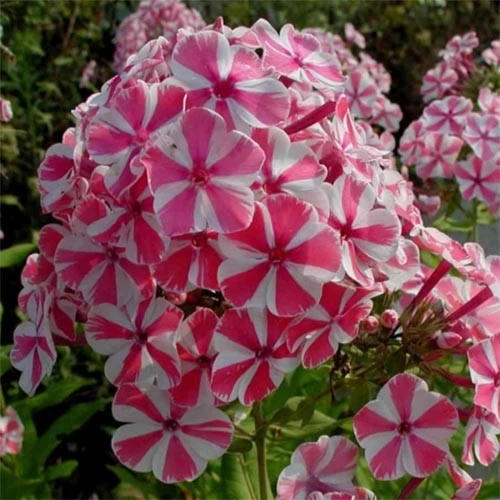 Phlox Pink Windmill