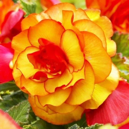 Picotee Yellow/Red 
