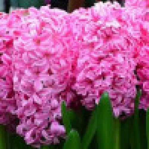 Hyacinth Pink Pearl 