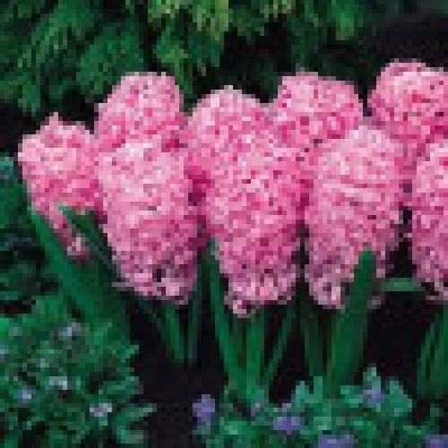 Hyacinth Pink Pearl 