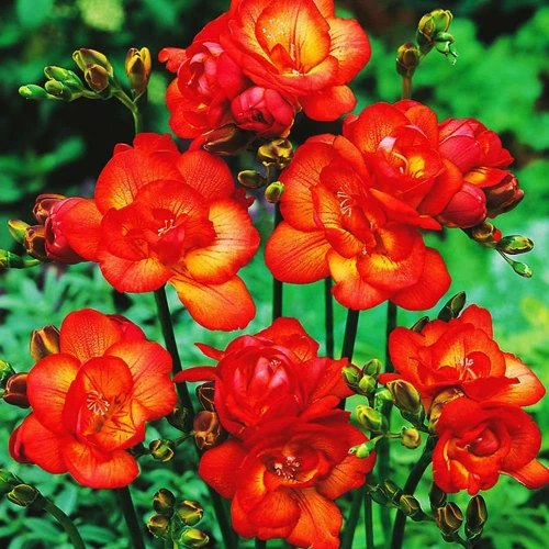 Freesia double Red  