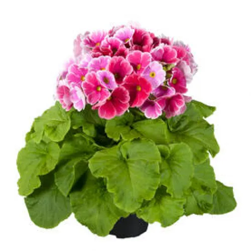 Primula Touch me Pink 