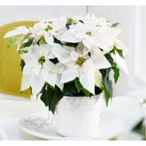 Vianočna ruža -Euphorbia princ white 