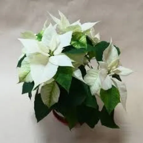 Vianočna ruža -Euphorbia princ white 