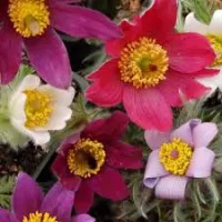 Pulsatilla 