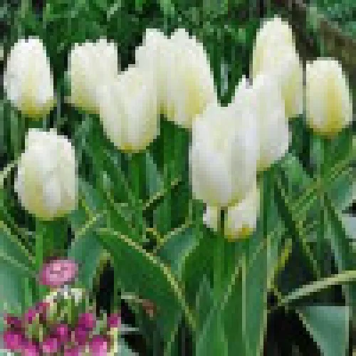 Tulipan Purissima 