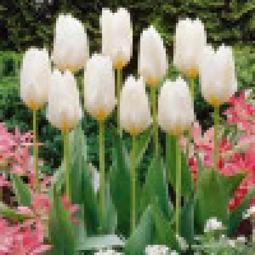 Tulipan Purissima 