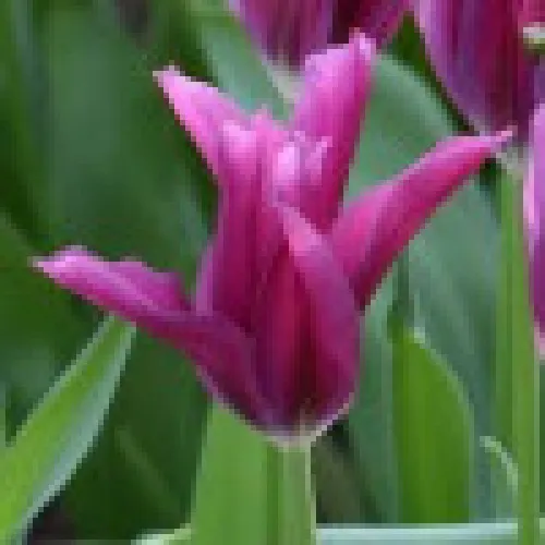 Tulipan Purple Doll